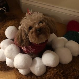 Meet your Posher, Ava